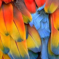 Пазл: Цветные перья