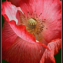 Пазл: Макро мак