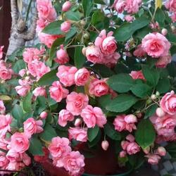 Пазл: Бальзамин