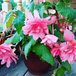 Пазл: Бегония