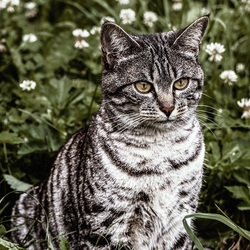 Пазл: Олицетворение внимания