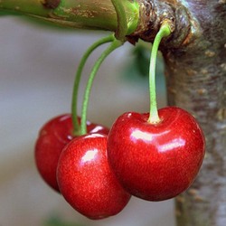 Пазл: Черешня