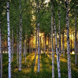 Пазл: Березовый рай