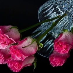 Пазл: Розовые розы