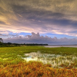 Пазл: Ковер травы