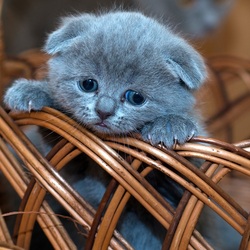 Пазл: К врачу на осмотр