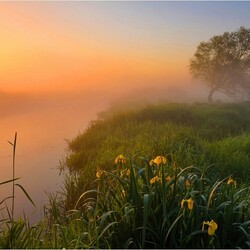 Пазл: Туман над рекой