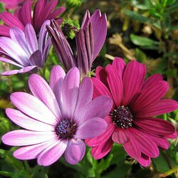 Пазл: Капская ромашка