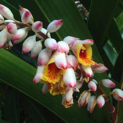 Пазл: Альпиния