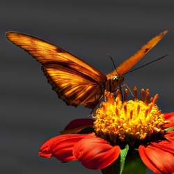 Пазл: Бабочка на цветке