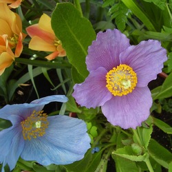 Пазл: Гималайский мак