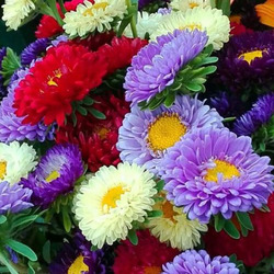 Пазл: Благоухание астр