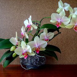 Пазл: Орхидеи