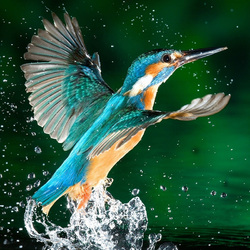 Пазл: Зимородок