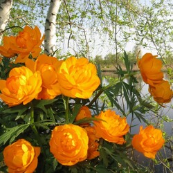 Пазл: Таежная красавица