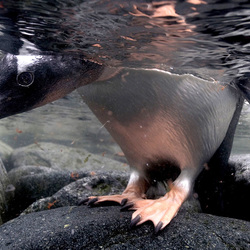 Пазл: Пингвин в своей среде