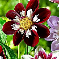 Пазл: Георгин