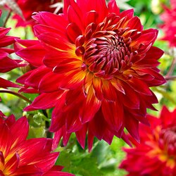 Пазл: Георгин