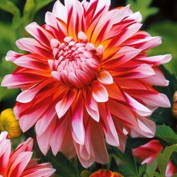 Пазл: Георгин