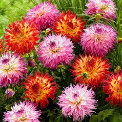 Пазл: Георгины