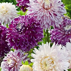 Пазл: Георгины