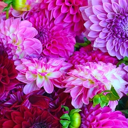 Пазл: Георгины