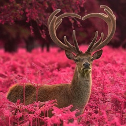 Пазл: Рога сердечком