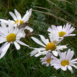 Пазл: Ромашки