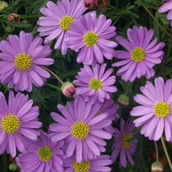 Пазл: Брахикома