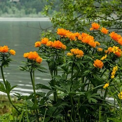 Пазл: Берег Енисея