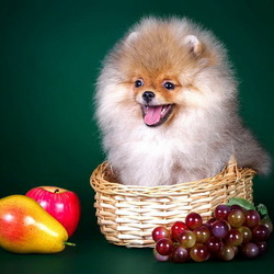 Пазл: Собачка в корзинке