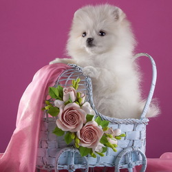 Пазл: Собачка в коляске