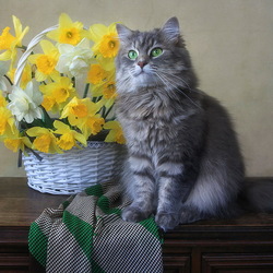 Пазл: Масяня и корзина нарциссов
