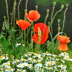 Пазл: Маки и ромашки
