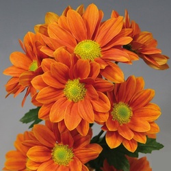 Пазл:  Хризантемы