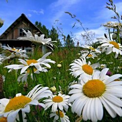 Пазл: На даче