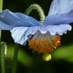 Пазл: Меконопсис