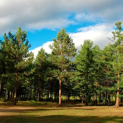 Пазл: Лесная полянка