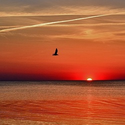 Пазл: Чайка над морем