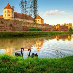 Пазл: Черные лебеди