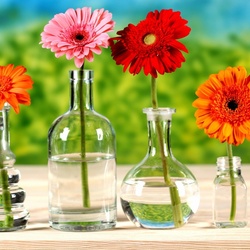 Пазл: Герберы