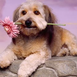 Пазл: Подарок хозяйке