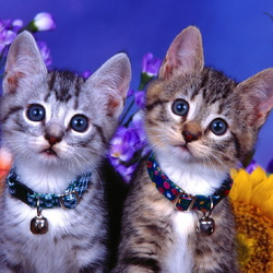 Пазл: Котята