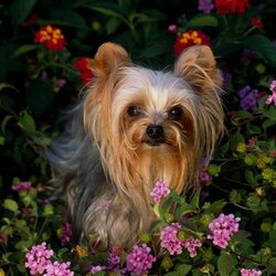 Пазл: Красавица