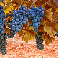 Пазл: Виноград