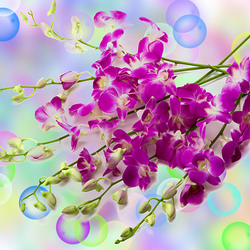 Пазл: Орхидеи