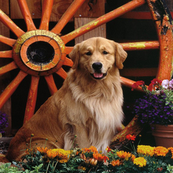 Пазл: Охрана на даче