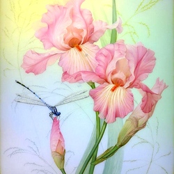 Пазл: Розовые ирисы