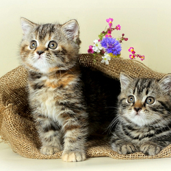 Пазл: Котята