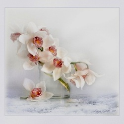 Пазл: Нежная орхидея